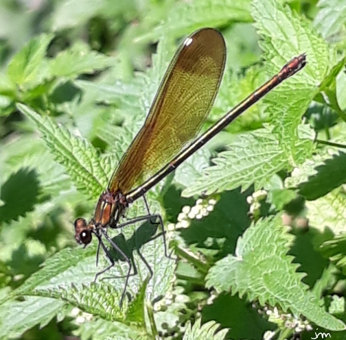 odonates zygoptère Calopteryx haemorrhoidalis femelle pseudo-ptérostigma